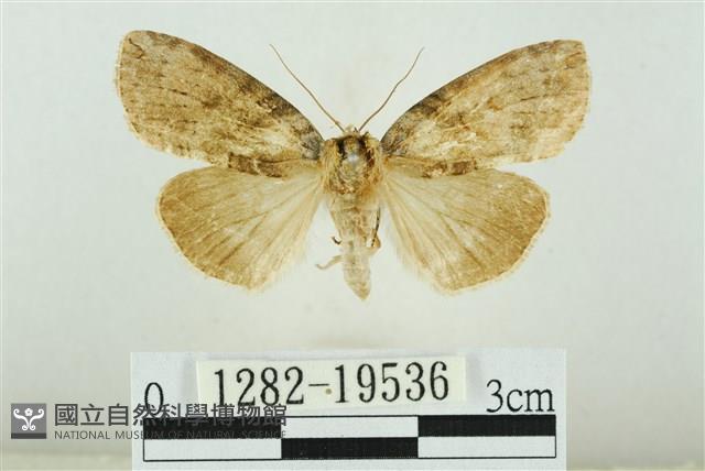 藹環波紋蛾藏品圖，第1張