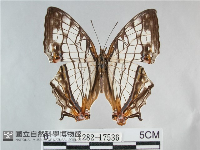 網絲蛺蝶、石牆蝶藏品圖，第1張