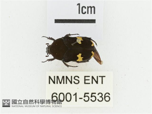 灰斑擬黑花金龜藏品圖，第1張