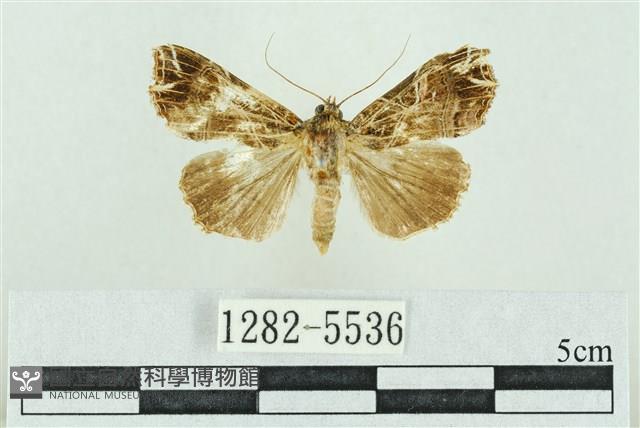 粉紅帶散紋夜蛾藏品圖，第1張