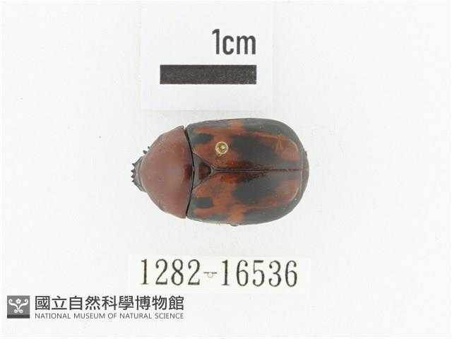 斑翅四齒金龜藏品圖，第1張