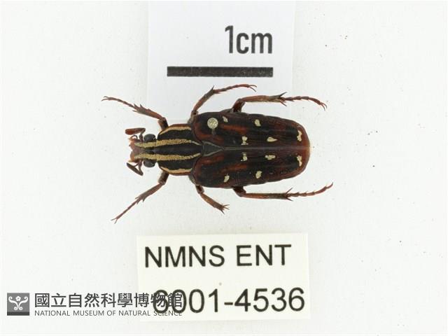 巴蘭陷紋金龜藏品圖，第1張