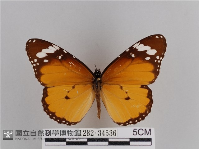 樺斑蝶藏品圖，第1張