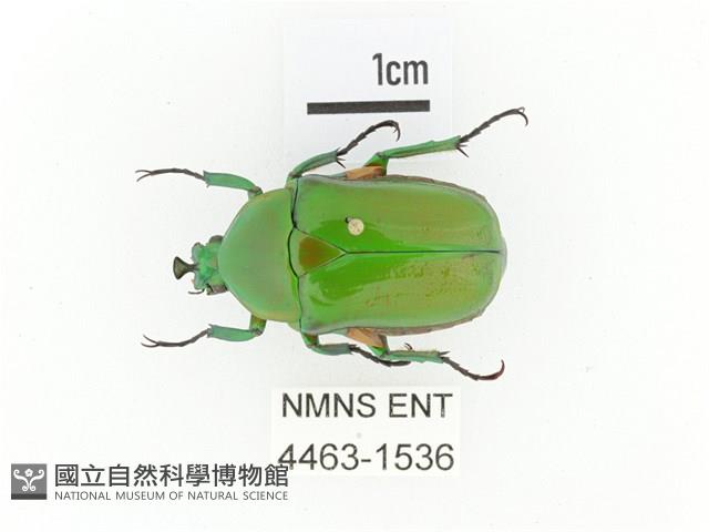 小扇角金龜藏品圖，第1張