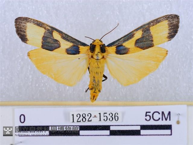 閃光苔蛾藏品圖，第1張