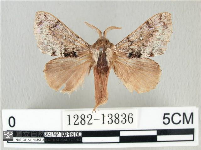 銀肩枯葉蛾藏品圖，第1張