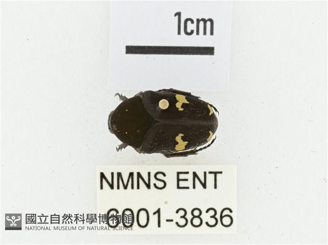 灰斑擬黑花金龜藏品圖，第1張