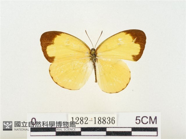 淡色黃蝶藏品圖，第1張