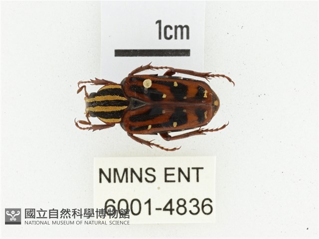 巴蘭陷紋金龜藏品圖，第1張