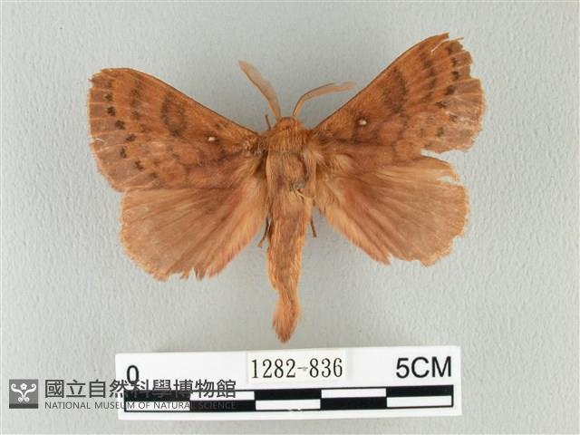 波紋枯葉蛾藏品圖，第1張