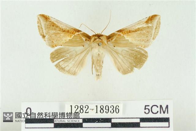 印華波紋蛾藏品圖，第1張