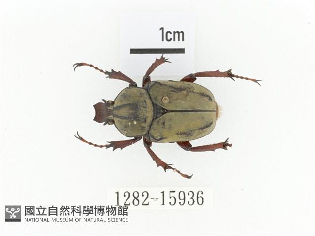 臺灣角金龜藏品圖，第1張