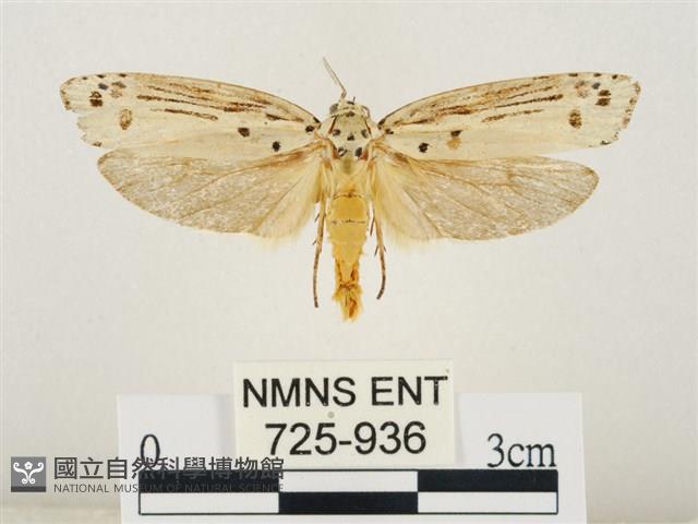 線紋篩蛾藏品圖，第1張