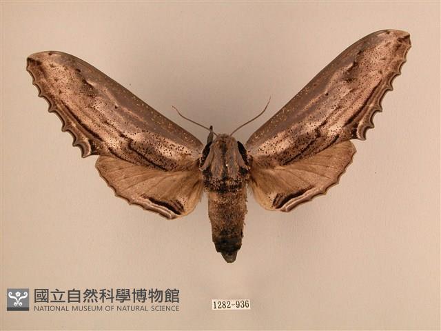 臺灣鋸翅天蛾藏品圖，第1張