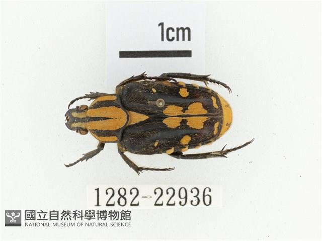 黃斑陷紋金龜藏品圖，第1張