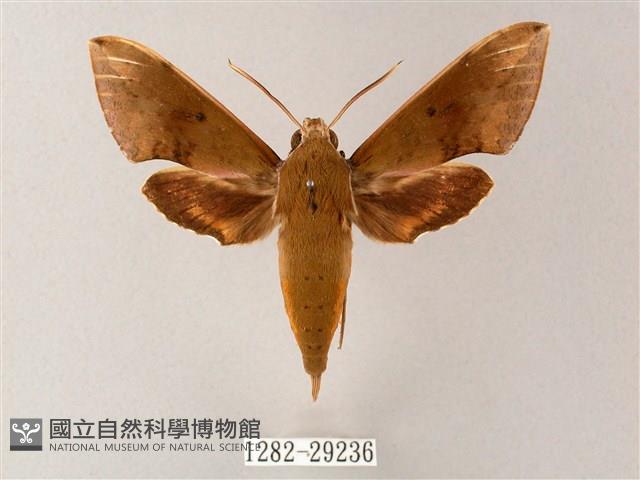 臺灣白肩天蛾藏品圖，第1張