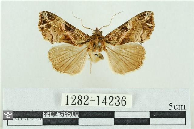 粉紅帶散紋夜蛾藏品圖，第1張