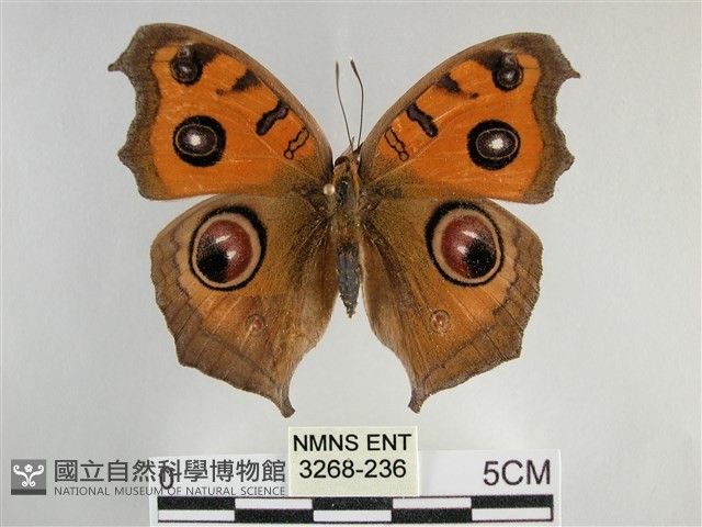 眼蛺蝶、孔雀蛺蝶藏品圖，第1張