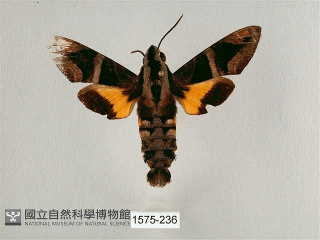 背帶長喙天蛾藏品圖，第1張