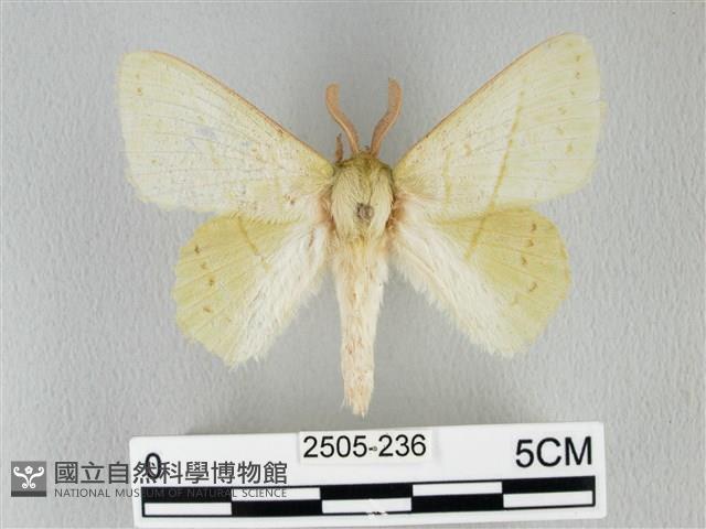 青枯葉蛾藏品圖，第1張