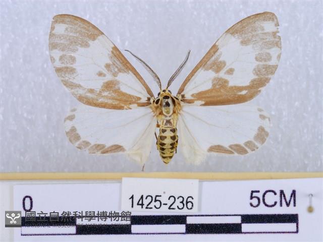 後凸蝶燈蛾藏品圖，第1張