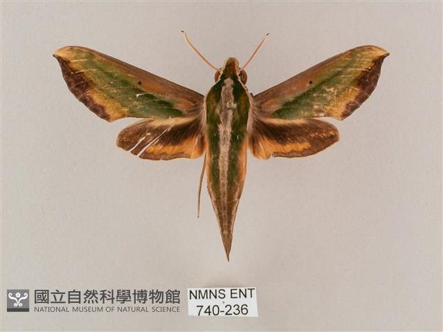 斜綠天蛾藏品圖，第1張