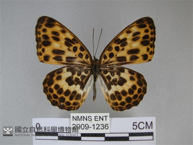 白裳貓蛺蝶藏品圖，第1張