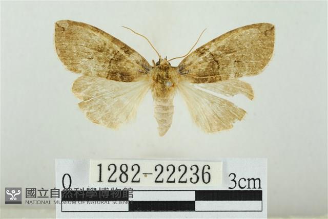 霧社環波紋蛾藏品圖，第1張