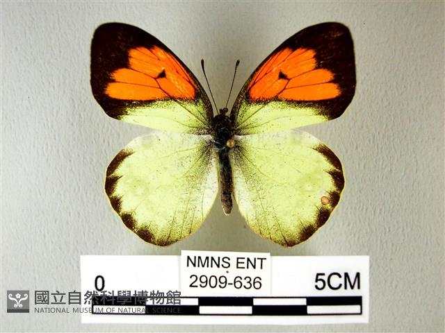 異粉蝶、雌白黃蝶藏品圖，第1張