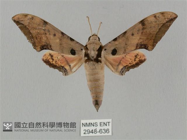 廣東鷹翅天蛾藏品圖，第1張