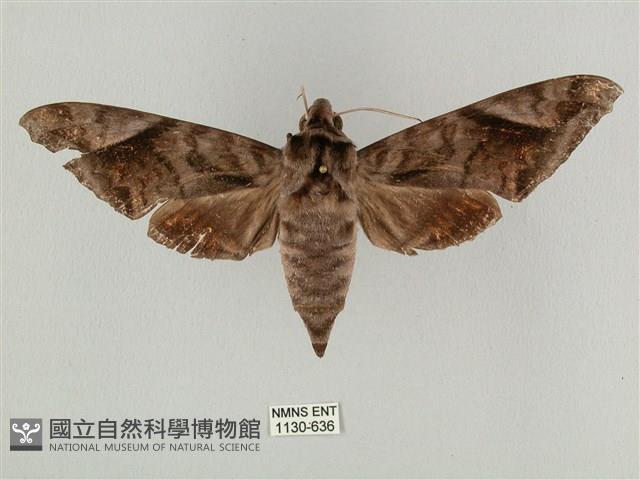 全緣缺角天蛾藏品圖，第1張