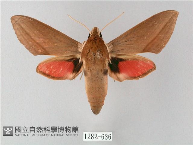 後紅斜紋天蛾藏品圖，第1張