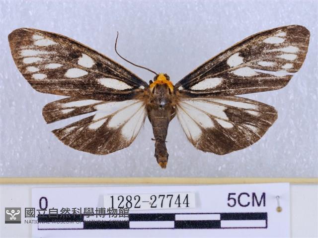 巨網燈蛾藏品圖，第1張