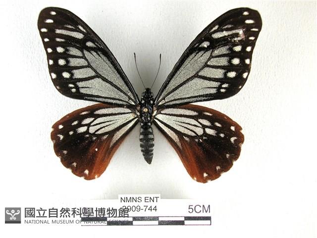 斑鳳蝶藏品圖，第1張