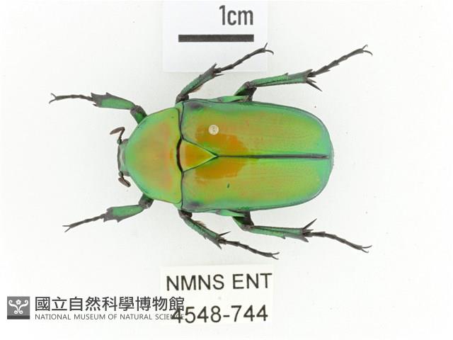 金艷騷金龜藏品圖，第1張