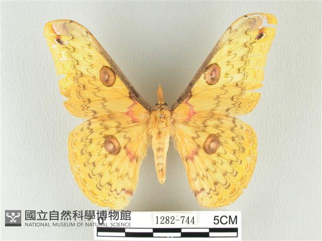 黃豹天蠶蛾藏品圖，第1張