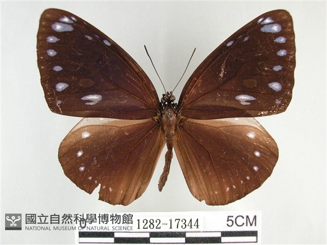 圓翅紫斑蝶藏品圖，第1張