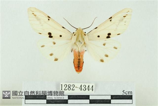 菊池污燈蛾藏品圖，第1張