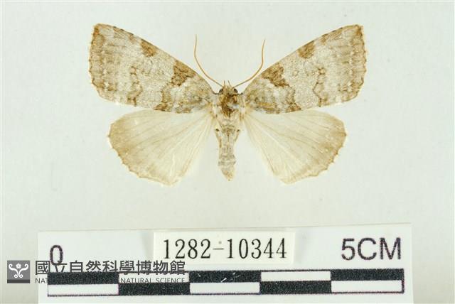 圍異波紋蛾藏品圖，第1張