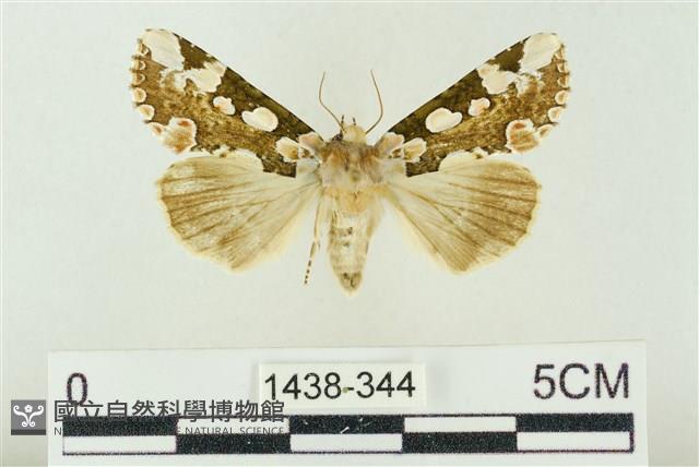 連珠波紋蛾藏品圖，第1張