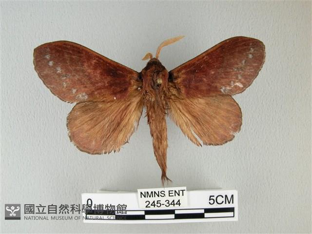 隱波紋枯葉蛾藏品圖，第1張