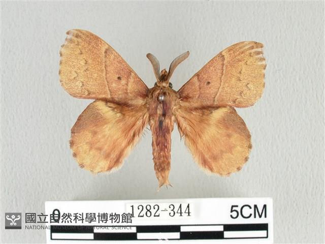 黃斑枯葉蛾藏品圖，第1張