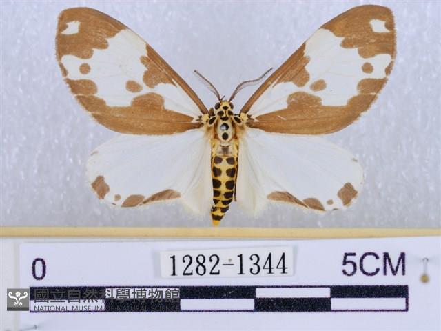 後凸蝶燈蛾藏品圖，第1張
