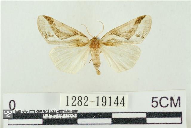 素木氏美波紋蛾藏品圖，第1張