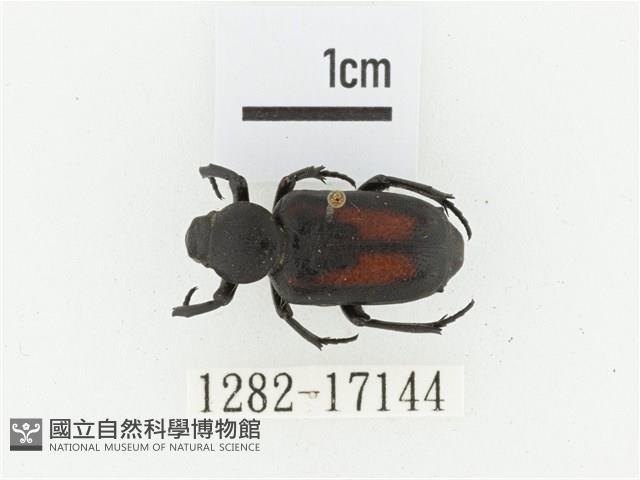 臺灣跗花金龜藏品圖，第1張