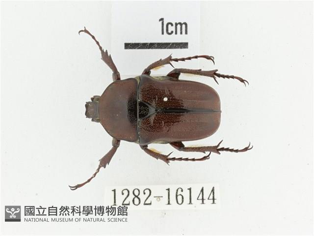 曹德褐騷金龜藏品圖，第1張