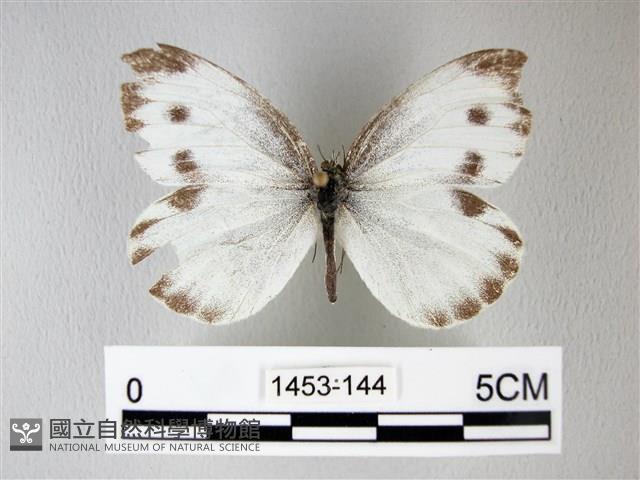 緣點白粉蝶藏品圖，第1張