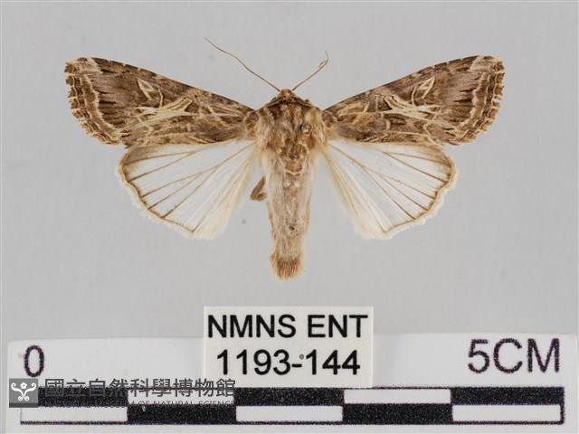 斜紋夜盜蛾藏品圖，第1張
