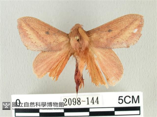 淡紋斜帶枯葉蛾藏品圖，第1張