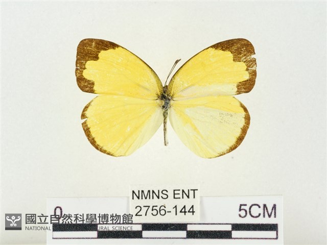 淡色黃蝶藏品圖，第1張